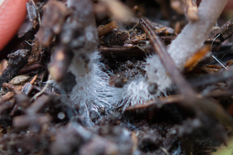 mycena-flavescens_06_1.jpg