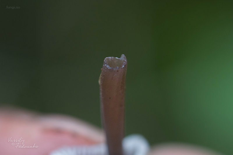 mycena-flavescens_08.jpg