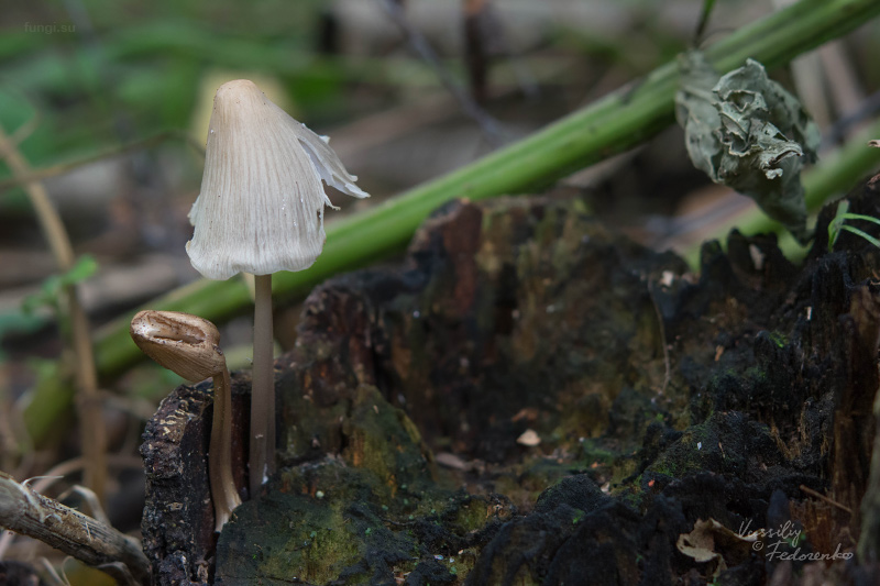 mycena-galericulata_02.jpg