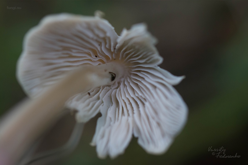 mycena-galericulata_03.jpg