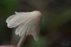 mycena-galericulata_04_t1.jpg