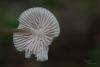 mycena-galericulata_06_t1.jpg