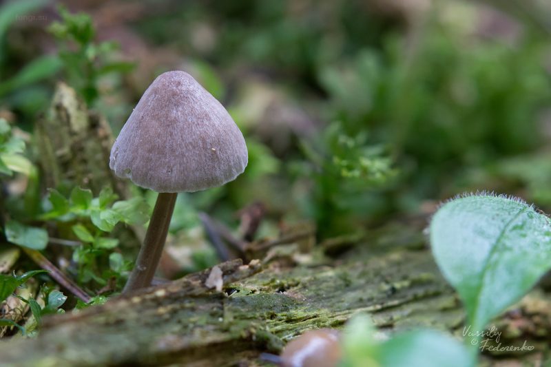 mycena-parca_01.jpg