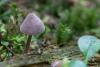 mycena-parca_01_t1.jpg