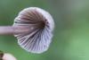 mycena-parca_02_t1.jpg