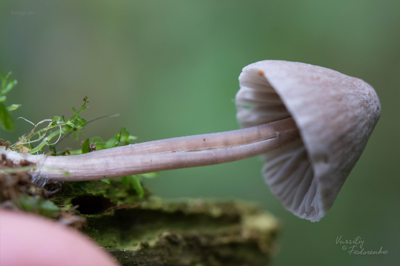 mycena-parca_03.jpg