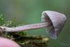 mycena-parca_03_t1.jpg