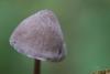 mycena-parca_04_t1.jpg