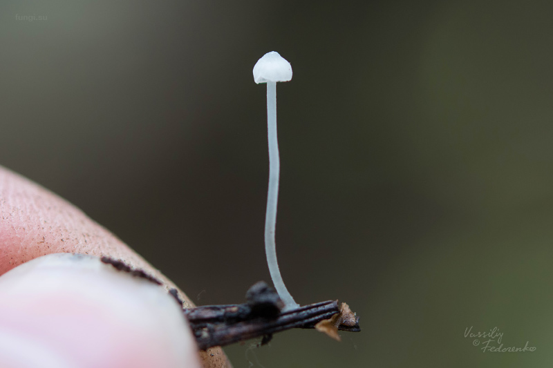 mycena_02.jpg