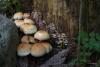 pholiota-squarrosa_01_t1.jpg