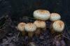 pholiota-squarrosa_02_t1.jpg