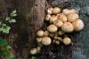 pholiota-squarrosa_03_t1.jpg