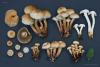 pholiota-squarrosa_04_t1.jpg