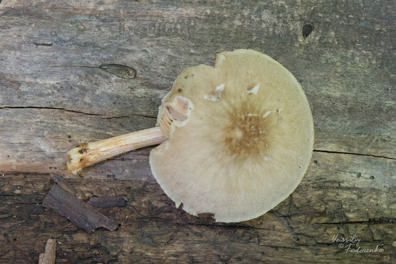 pluteus_02.jpg