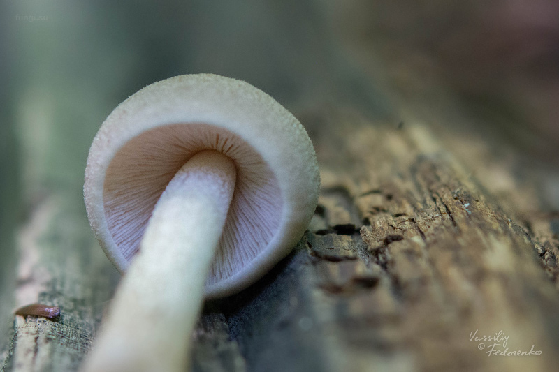 pluteus_08.jpg