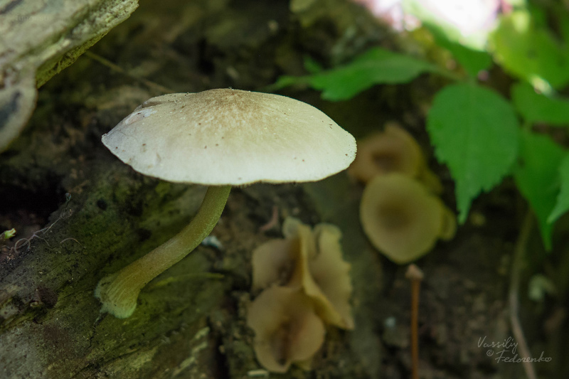 pluteus_09.jpg