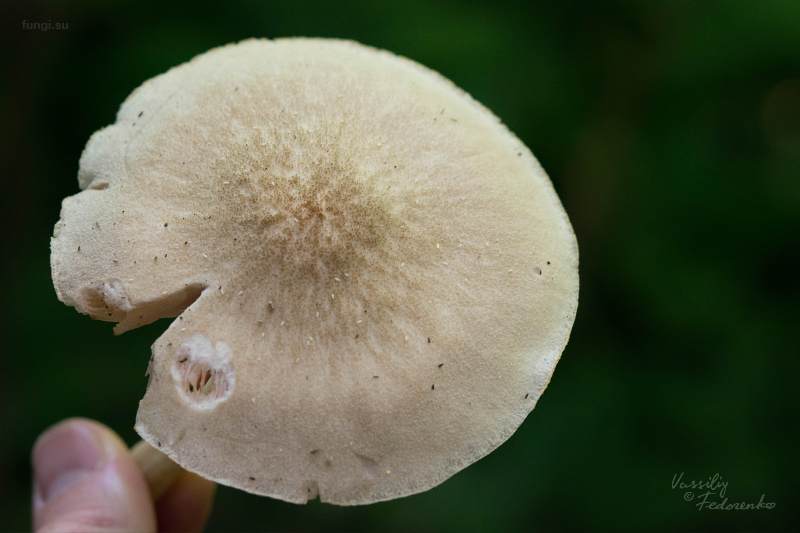 pluteus_10.jpg