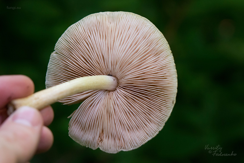 pluteus_11.jpg