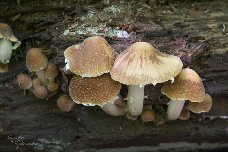 psathyrella-candolleana_02.jpg