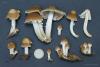 psathyrella-candolleana_06_t1.jpg