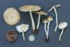 psathyrella-candolleana_07_t1.jpg