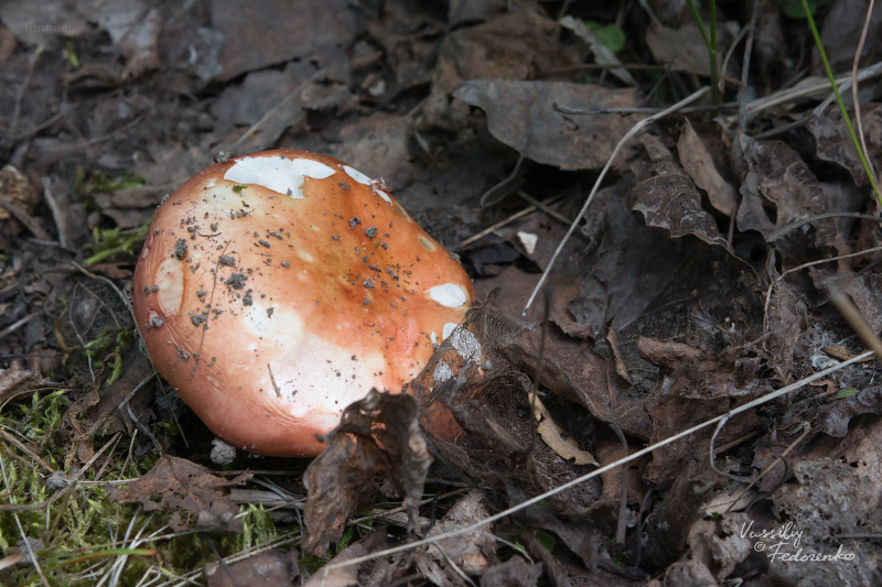 russula-aurantioflammans_02.jpg