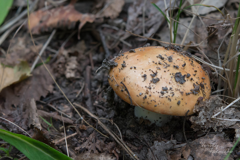 russula-aurantioflammans_03.jpg