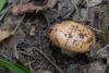 russula-aurantioflammans_03_t1.jpg