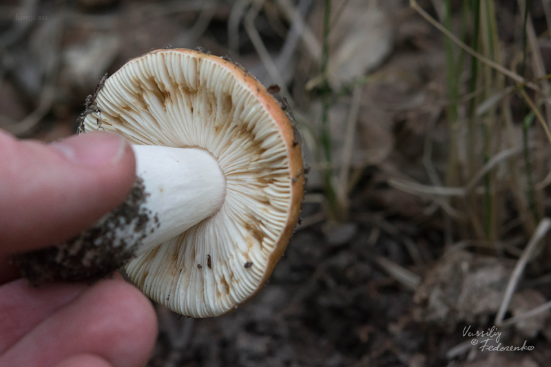 russula-aurantioflammans_04.jpg