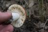 russula-aurantioflammans_04_t1.jpg