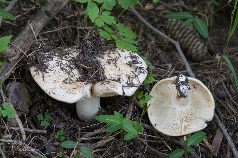 russula_01.jpg