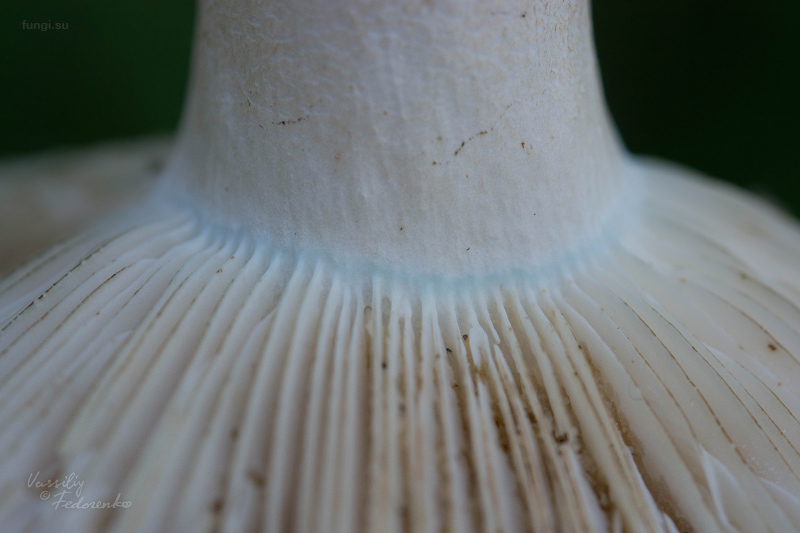 russula_02.jpg