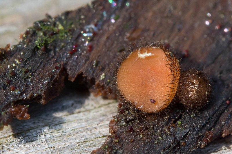 scutellinia-crinita_02.jpg