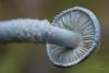 stropharia-caerulea_04_t1.jpg