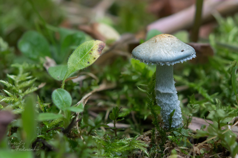 stropharia-caerulea_05.jpg