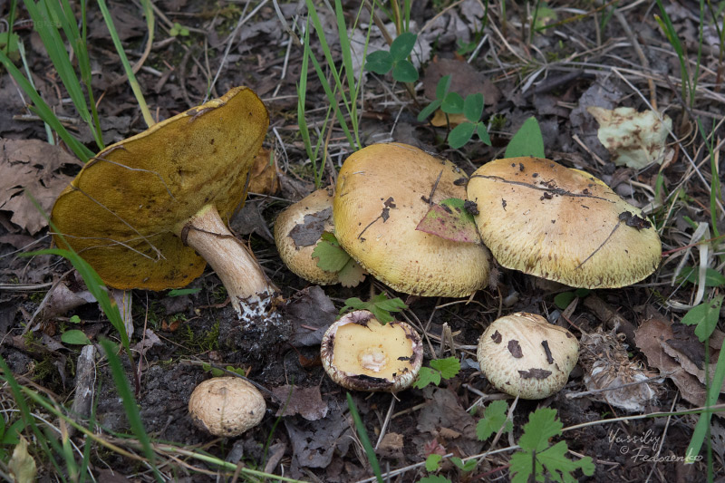 suillus-luteus_01.jpg