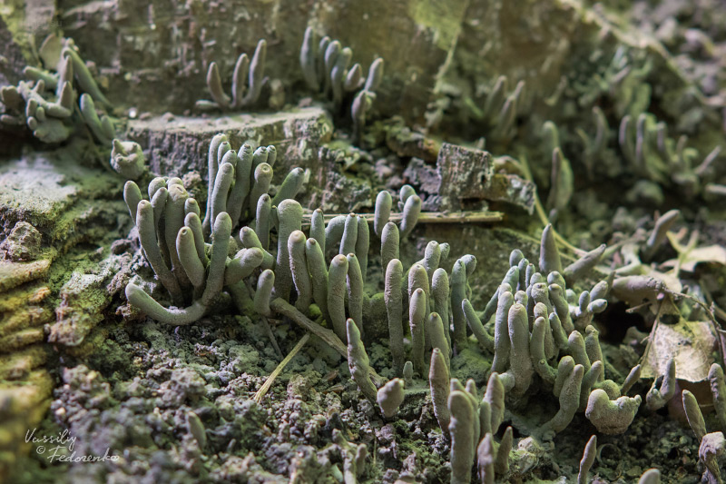 xylaria-polymorpha_01.jpg