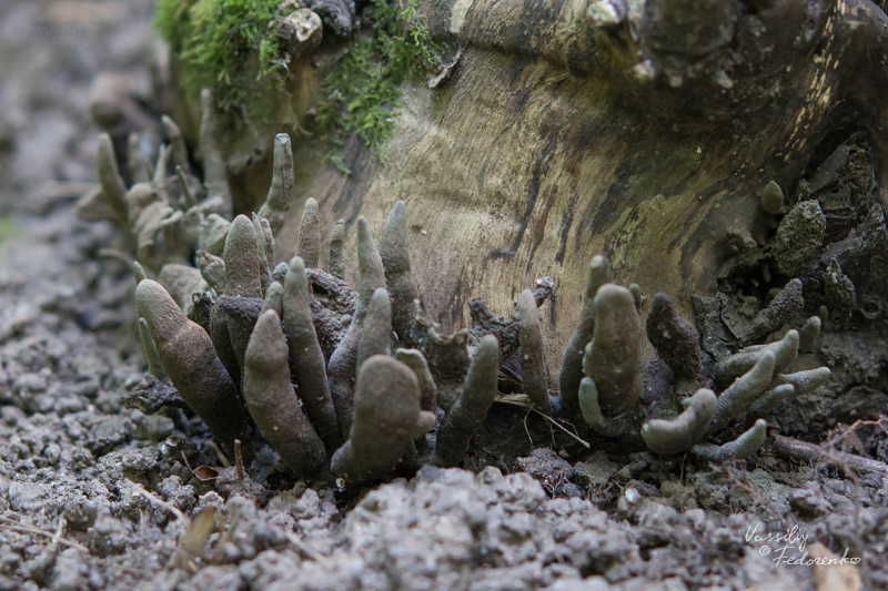 xylaria-polymorpha_02.jpg