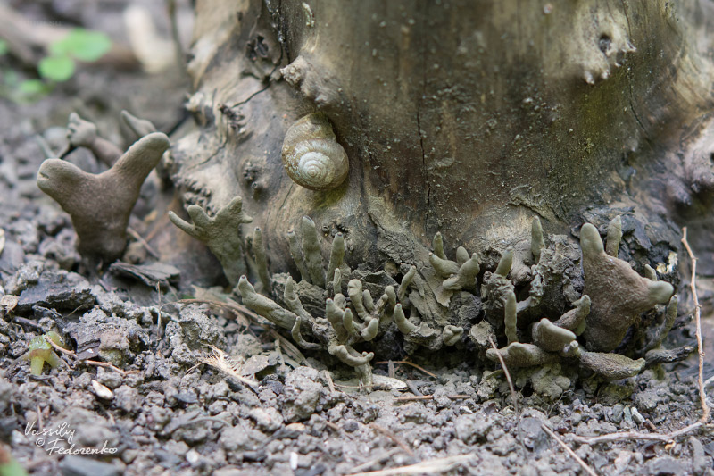 xylaria-polymorpha_03.jpg