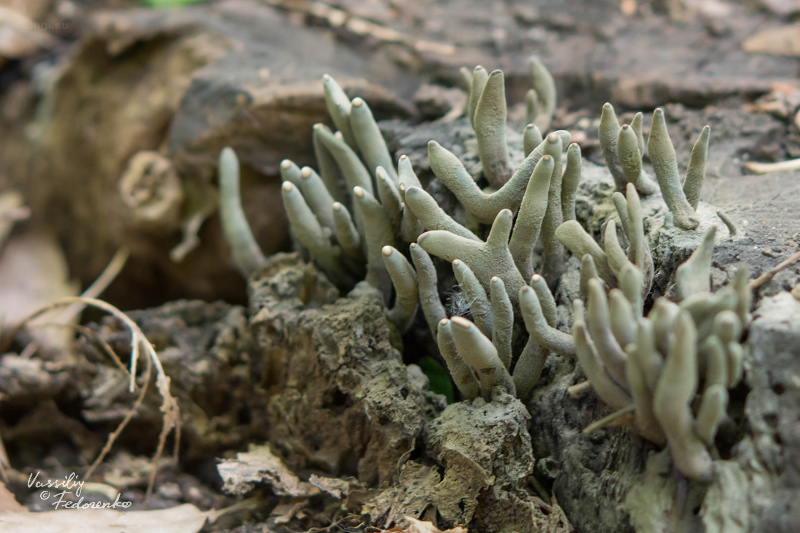 xylaria-polymorpha_04.jpg