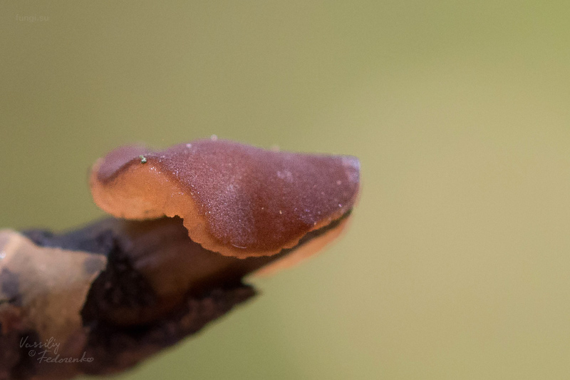 adelphella-babingtonii_01.jpg