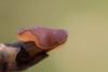 adelphella-babingtonii_01_t1.jpg