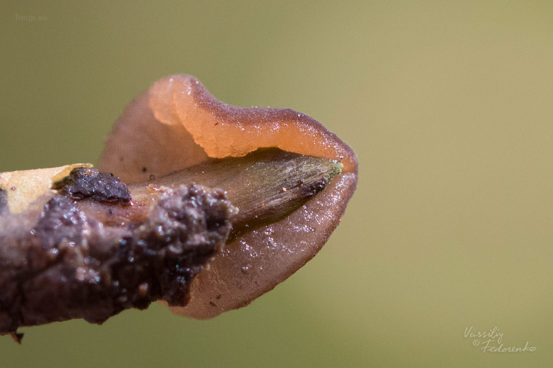 adelphella-babingtonii_02.jpg