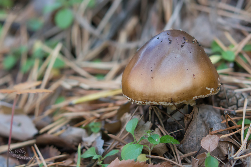 amanita-pantherina_01.jpg