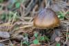 amanita-pantherina_01_t1.jpg