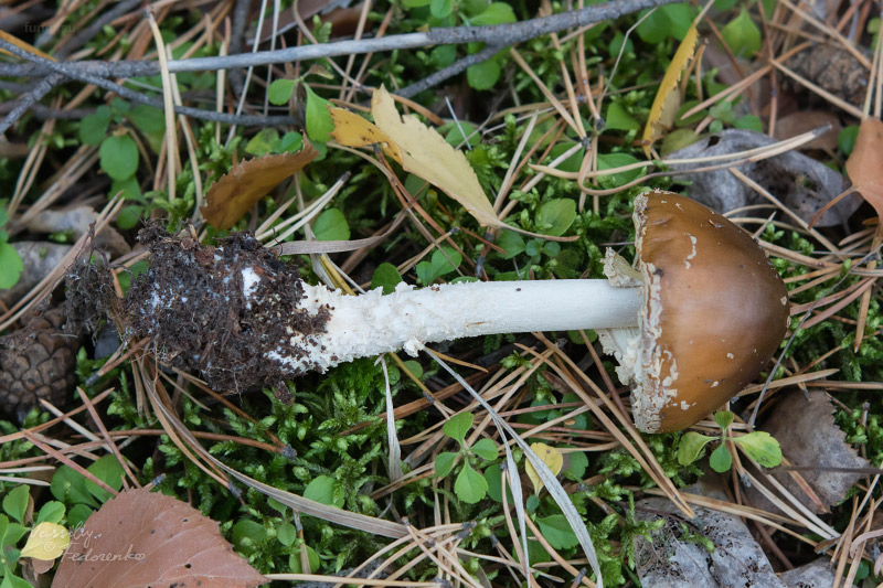 amanita-pantherina_02.jpg
