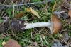 amanita-pantherina_02_t1.jpg