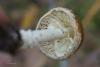 amanita-pantherina_03_t1.jpg