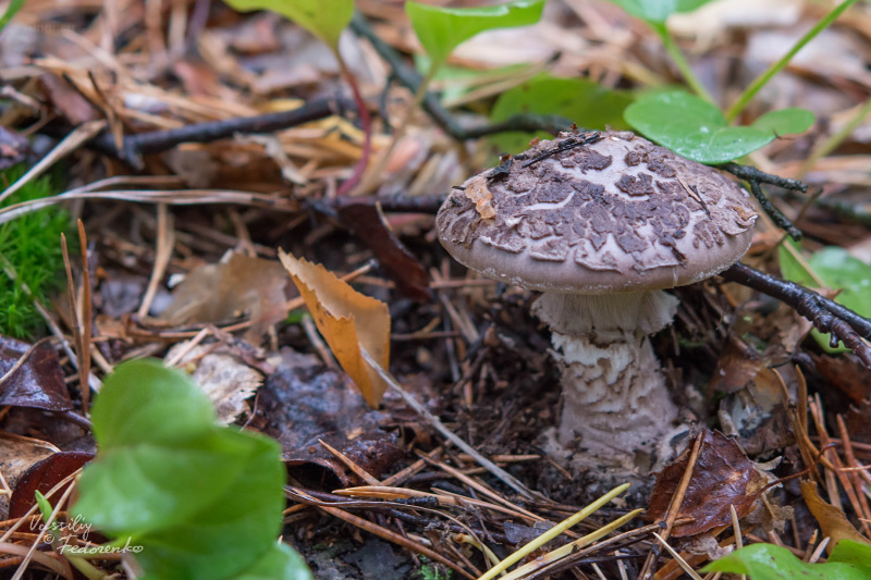 amanita-porphyria_01.jpg