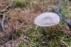 amanita-porphyria_01_t1_2.jpg